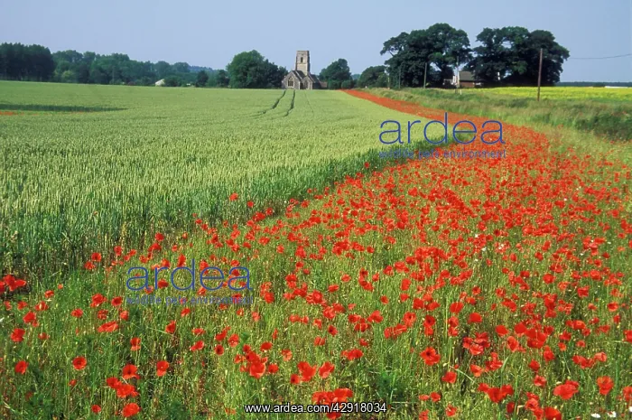 : FARMING - Conservation Headlands : FARMING - Conservation Headlands