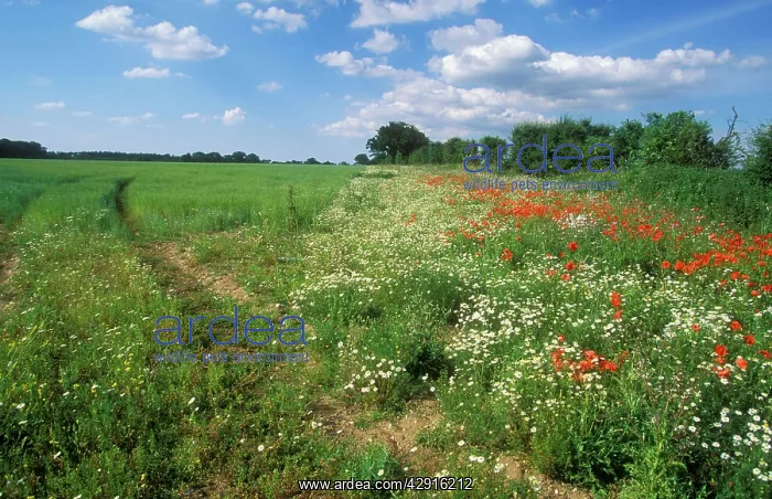 : FARMING - Conservation Headlands. Common poppies : FARMING - Conservation Headlands. Common poppies