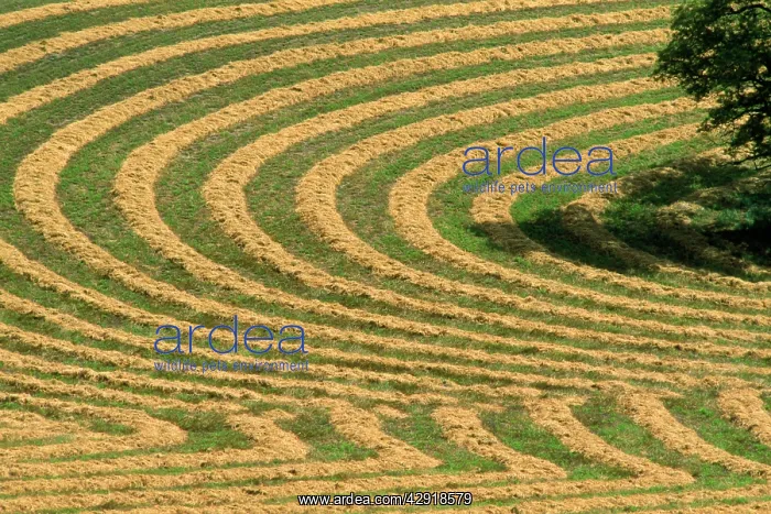 : Farming - contoured, rough-ploughed fields : Farming - contoured, rough-ploughed fields