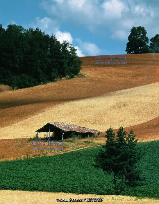 : Farming - crops and hut : Farming - crops and hut