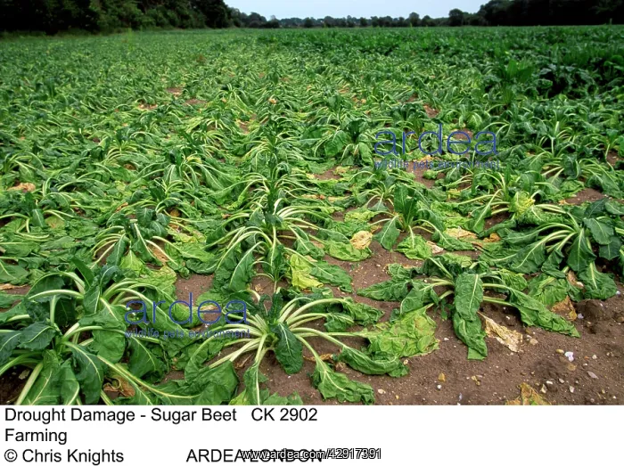  : FARMING - DROUGHT DAMAGE, Sugar Beet