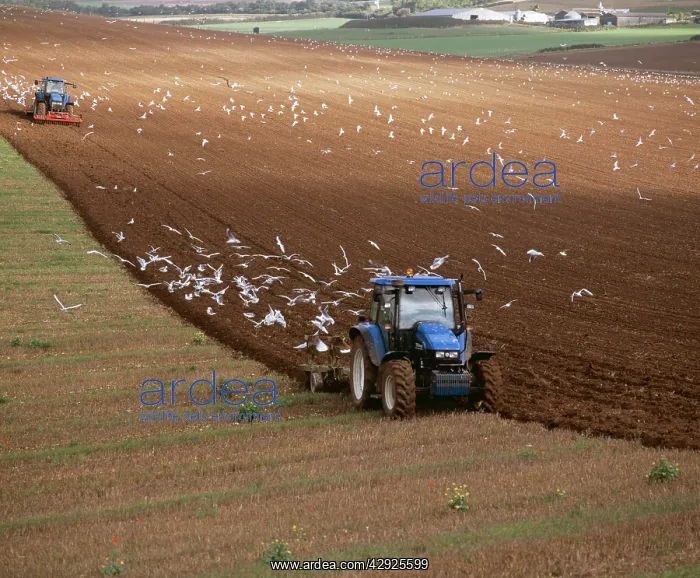 : Farming - Gulls following plough : Farming - Gulls following plough