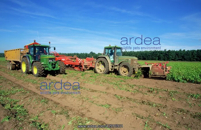 : Farming - harvesting potatoes : Farming - harvesting potatoes