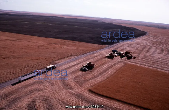 : Farming - Harvesting Wheatfields : Farming - Harvesting Wheatfields