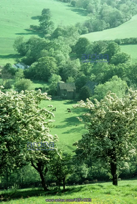 : Farming - Hawthorns in blossom. Olchon Valley, Black Mts : Farming - Hawthorns in blossom. Olchon Valley, Black Mts