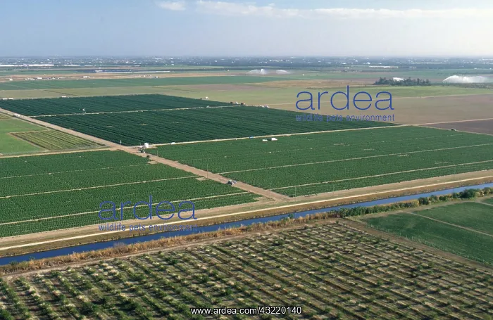 : Farming Near Everglades : Farming Near Everglades