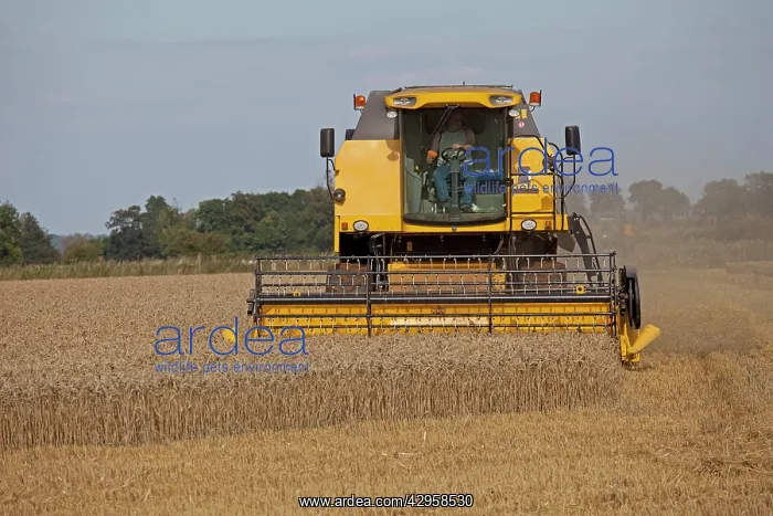 : Farming - New Holland Combine Harvester - harvesting : Farming - New Holland Combine Harvester - harvesting