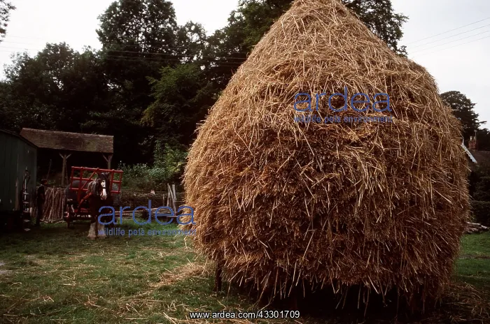 : FARMING - OLD STYLE CORN RICK : FARMING - OLD STYLE CORN RICK