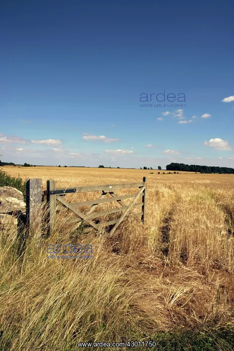 : Farming open gate beside a field of barley at Harvest : Farming open gate beside a field of barley at Harvest