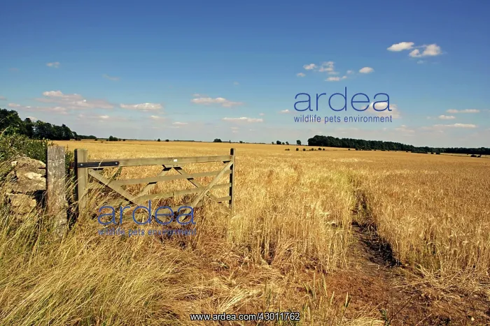 : Farming open gate beside a field of barley at Harvest : Farming open gate beside a field of barley at Harvest