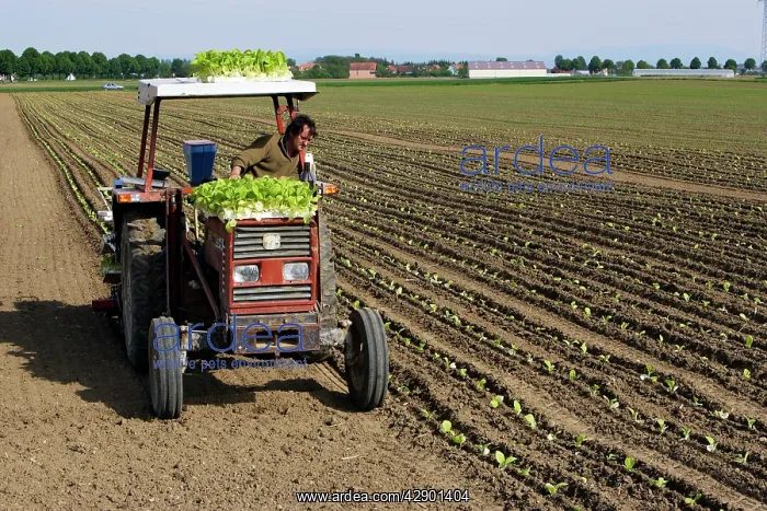 : Farming - Planting tobacco plants : Farming - Planting tobacco plants