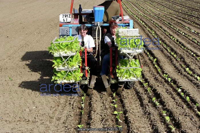 : Farming - Planting tobacco plants : Farming - Planting tobacco plants