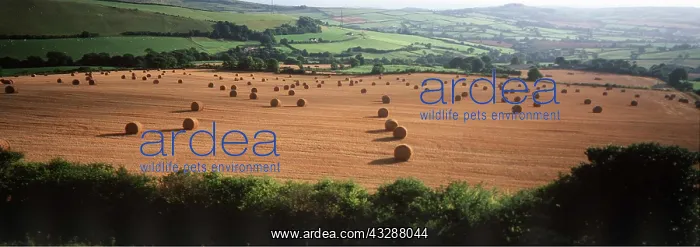 : FARMING - round straw bales at harvest time in the : FARMING - round straw bales at harvest time in the