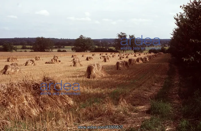  : FARMING - sheaths of wheat in field