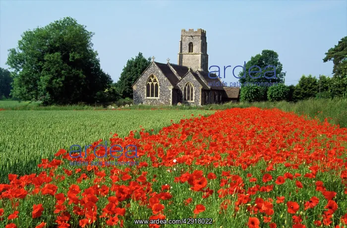 : Farming - showing conservation headland & field : Farming - showing conservation headland & field