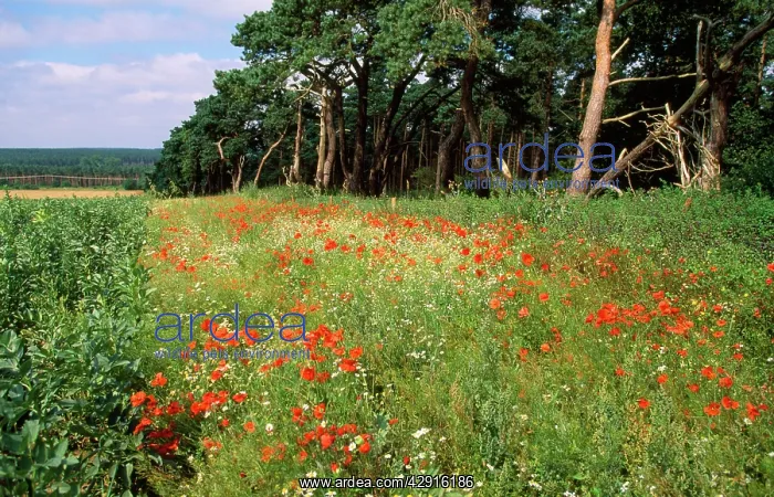  : Farming - showing consevation headland & field
