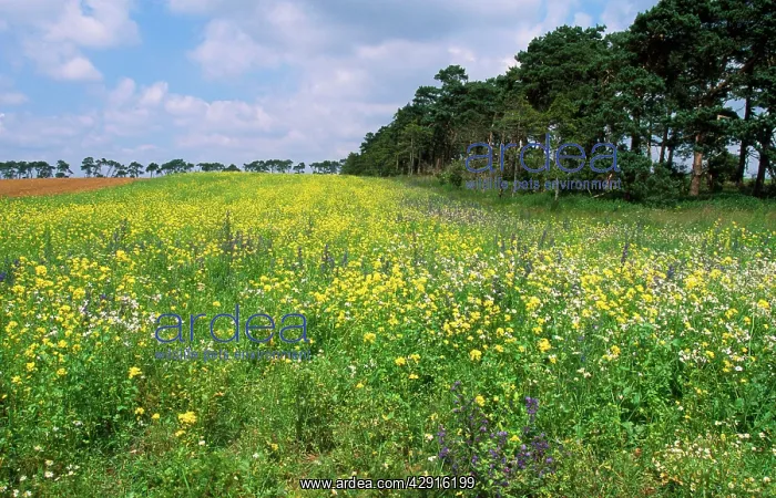  : Farming - showing consevation headland & field