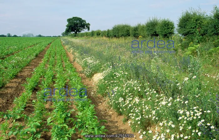 : Farming - showing consevation headland & field : Farming - showing consevation headland & field