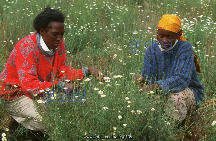 : Farming - small farmers grow Pyrenthrum for use : Farming - small farmers grow Pyrenthrum for use