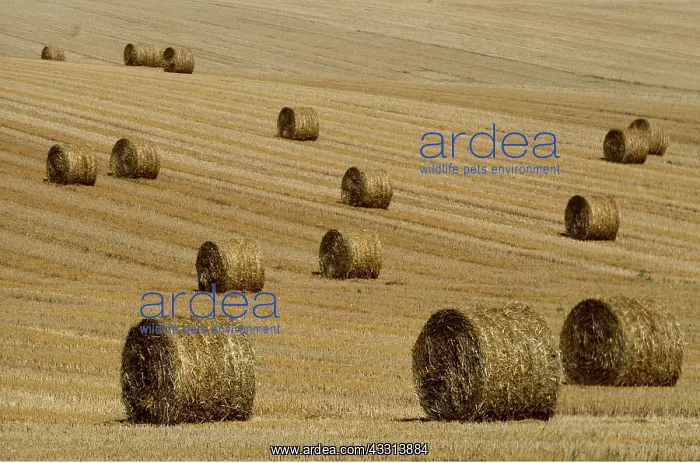  : FARMING - Straw bales in field