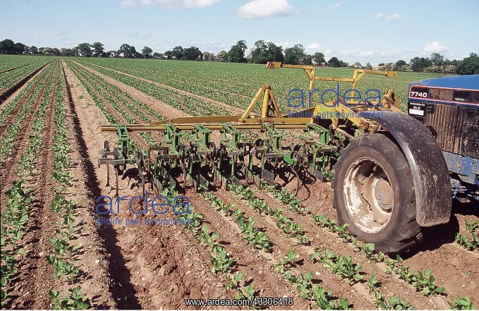 : FARMING - Tractor hoeing parsnips : FARMING - Tractor hoeing parsnips