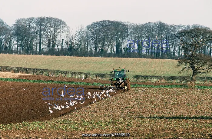 : FARMING - Tractor ploughing with gulls : FARMING - Tractor ploughing with gulls