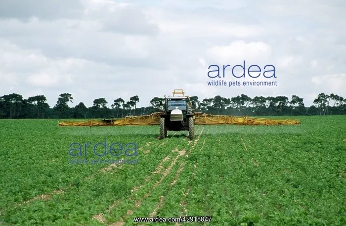 : Farming - tractor spraying parsnips : Farming - tractor spraying parsnips