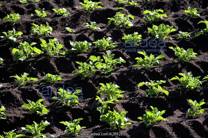  : Farming - vegetables growing