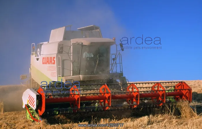 : FARMING - wheat harvest and combine harvester : FARMING - wheat harvest and combine harvester