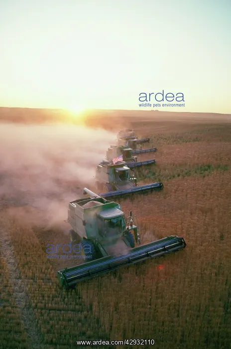 : Farming - Wheat Harvesting using combine harvesters : Farming - Wheat Harvesting using combine harvesters