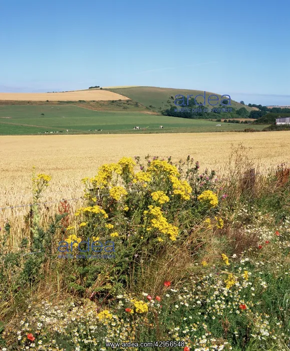 : FARMING - wild flowers growing in field margin : FARMING - wild flowers growing in field margin