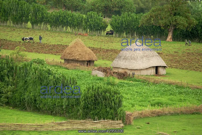 : Farmland. Eastern Highlands of Ethiopia - Africa : Farmland. Eastern Highlands of Ethiopia - Africa