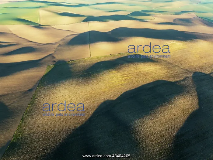 : Farmland in the Campia Cordobesa, the fertile rural : Farmland in the Campia Cordobesa, the fertile rural