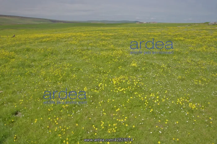 : Farmland Flower Meadows : Farmland Flower Meadows