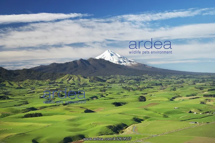 : Farmland near Okato, and Mt Taranaki / Mt : Farmland near Okato, and Mt Taranaki / Mt
