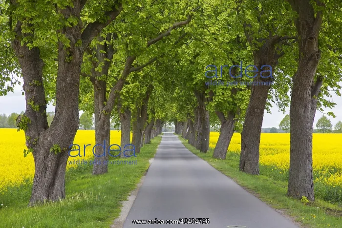 : Farmland with rape (Brassica napus) field in flower : Farmland with rape (Brassica napus) field in flower