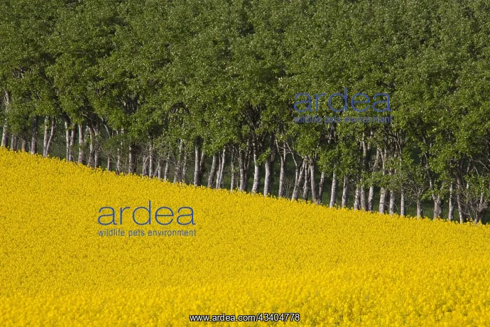 : Farmland showing rape (Brassica napus) field in : Farmland showing rape (Brassica napus) field in