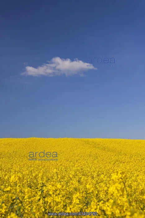 : Farmland showing rape (Brassica napus) field in : Farmland showing rape (Brassica napus) field in