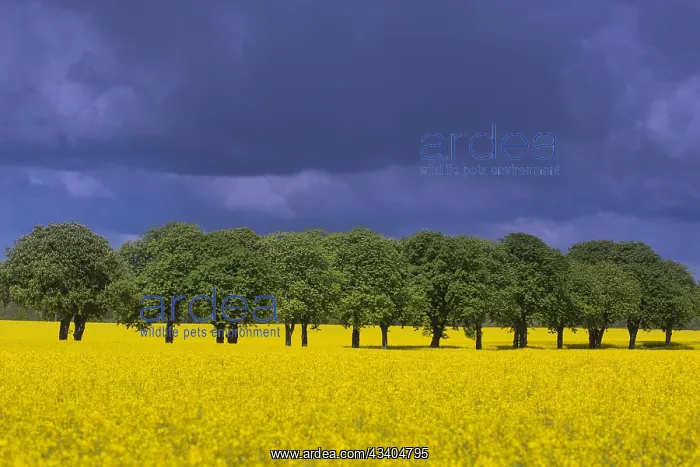 : Farmland showing rape (Brassica napus) field in : Farmland showing rape (Brassica napus) field in