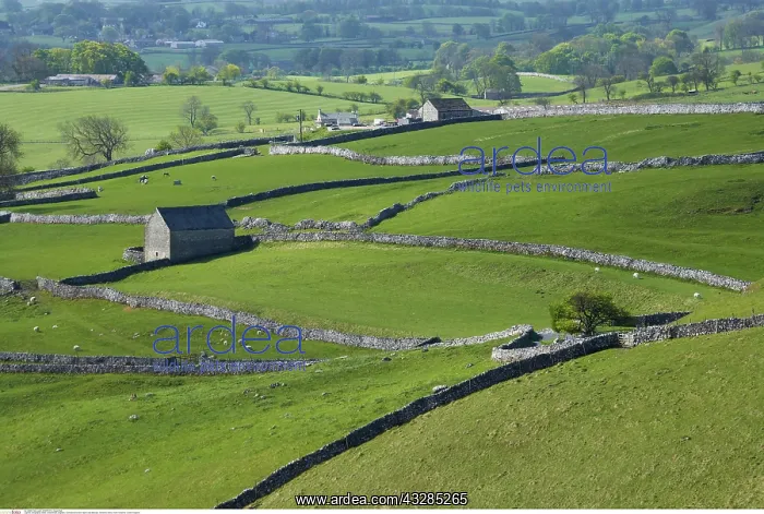 : Farmland and stone walls, Yorkshire Dales, North : Farmland and stone walls, Yorkshire Dales, North