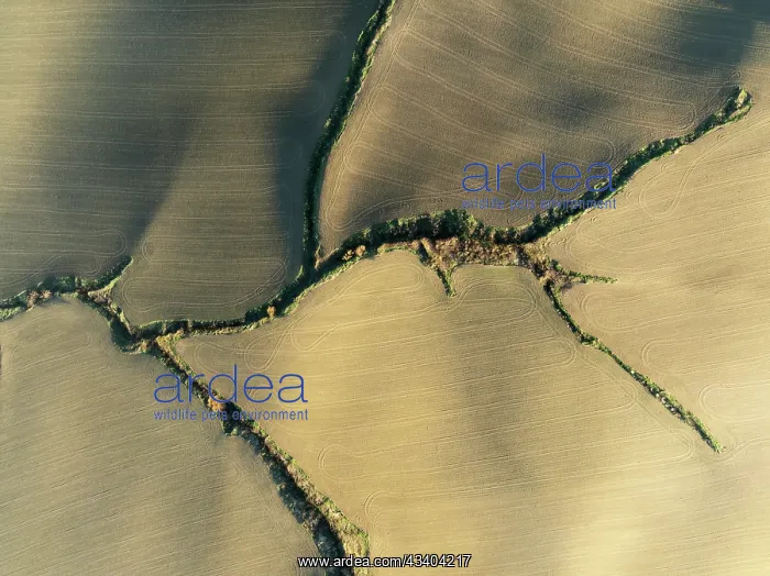 : Farmland with tractor wheel ruts and streams with : Farmland with tractor wheel ruts and streams with