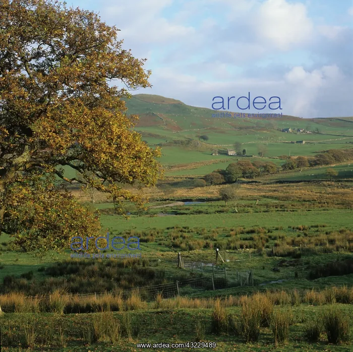  : Farmland in Wales, UK