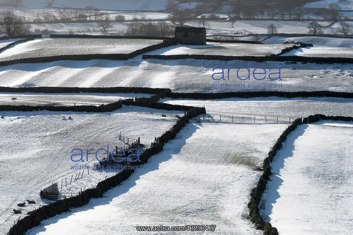 : Farmland in Wensleydale near Askrigg with a covering : Farmland in Wensleydale near Askrigg with a covering