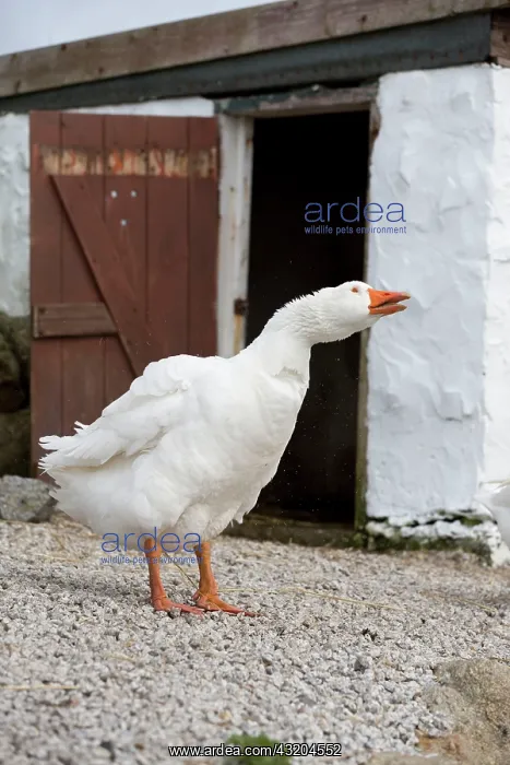 : Farmyard Goose : Farmyard Goose