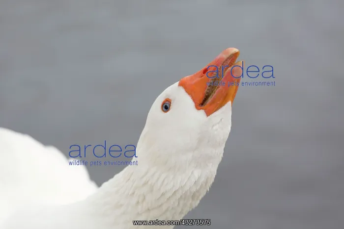 : Farmyard Goose : Farmyard Goose