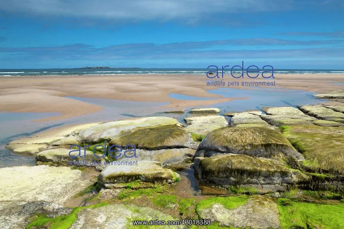 : Farne Islands from Seahouses Beach : Farne Islands from Seahouses Beach