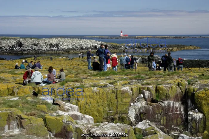  : Farne Isles - tourists observing birdlife on Staple