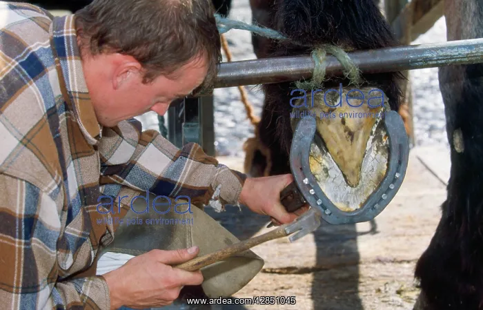 : FARRIER - shoeing Horse, new shoe being nailed on : FARRIER - shoeing Horse, new shoe being nailed on