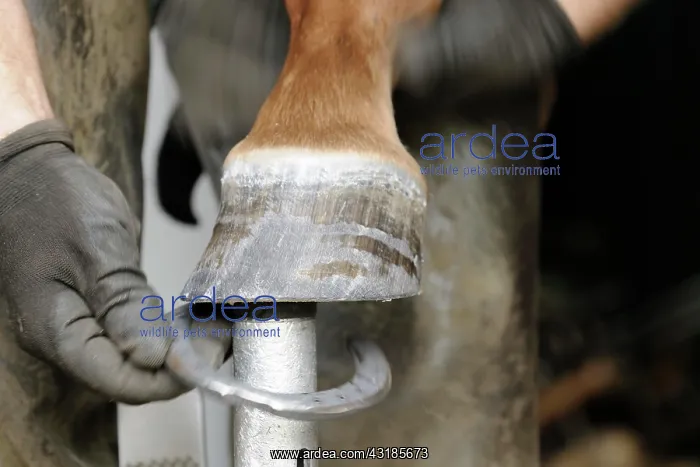 : Farrier at work, fitting horseshoes : Farrier at work, fitting horseshoes
