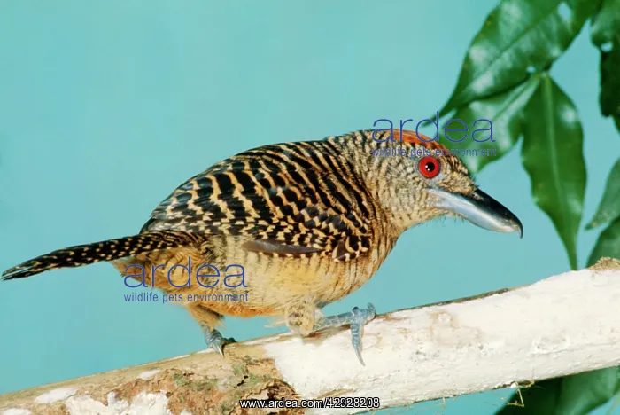 : Fasciated Antshrike : Fasciated Antshrike